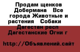 Продам щенков Добермана - Все города Животные и растения » Собаки   . Дагестан респ.,Дагестанские Огни г.